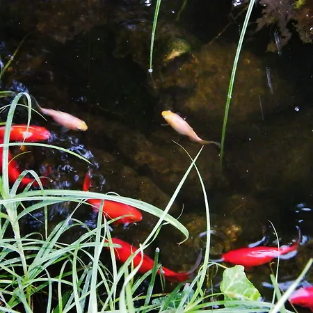 Appartement Aranyhal *